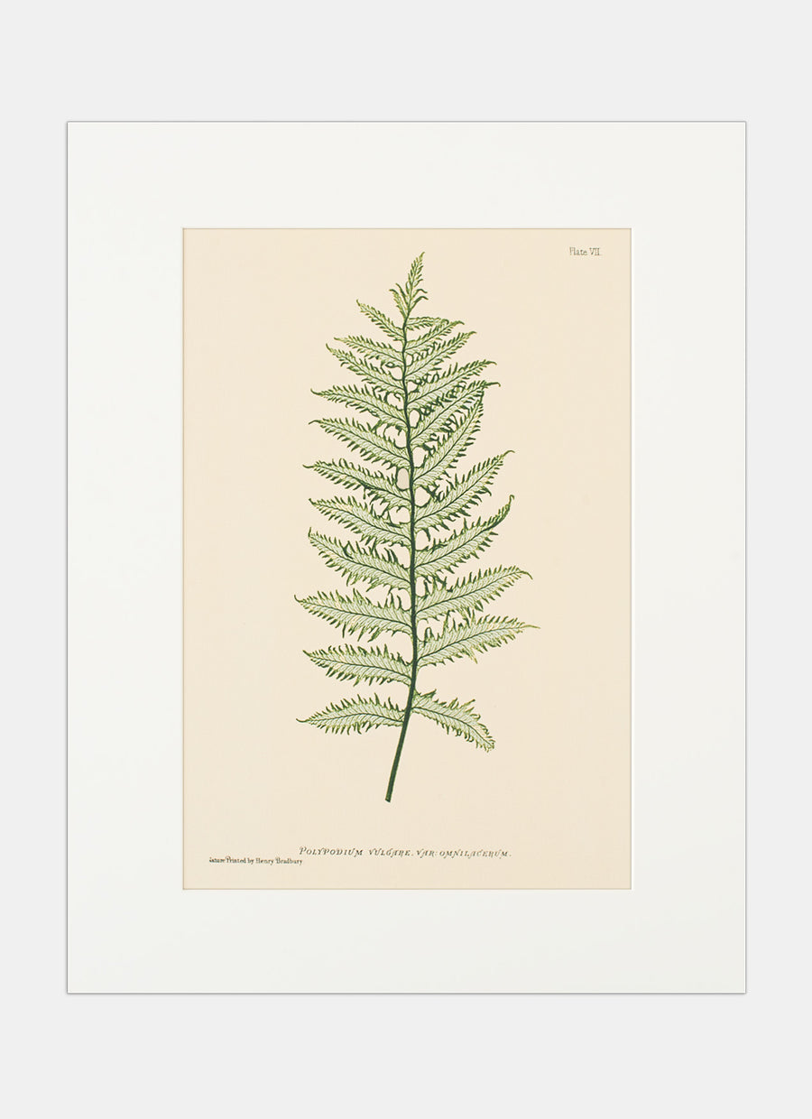 Repro Lithograph - Polypodium Vulgare