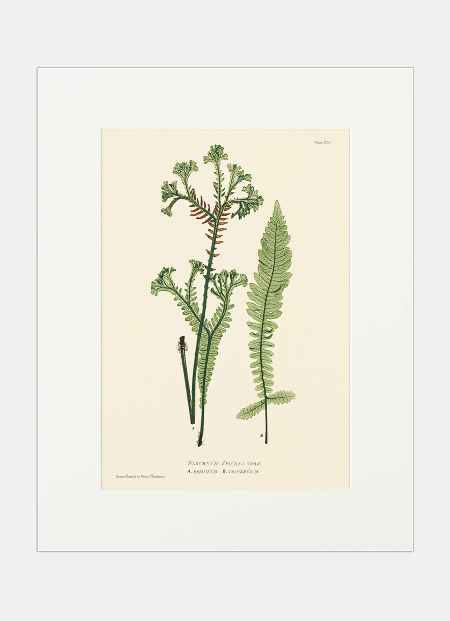 Repro Lithograph - Blechnum Spicant