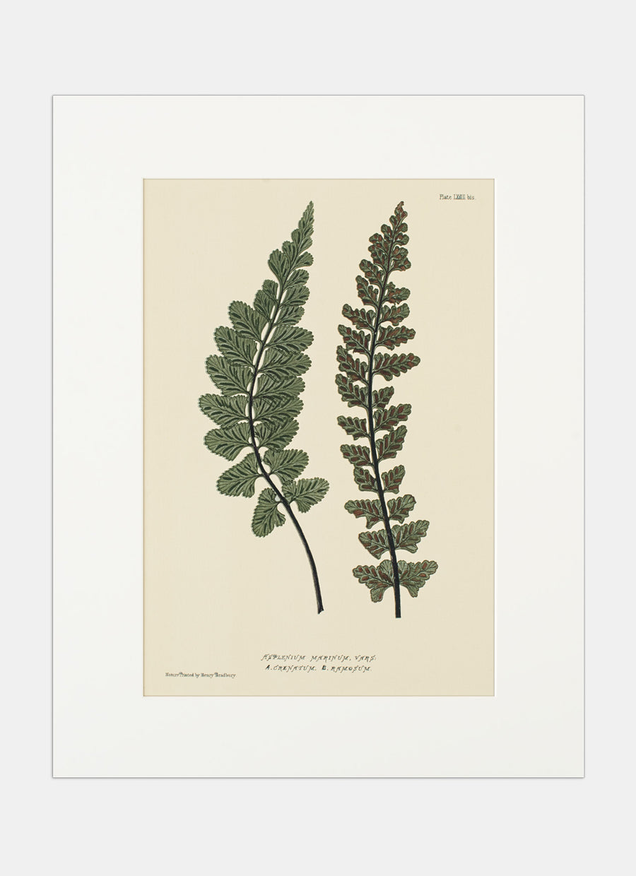 Repro Lithograph - Asplenium Marinum