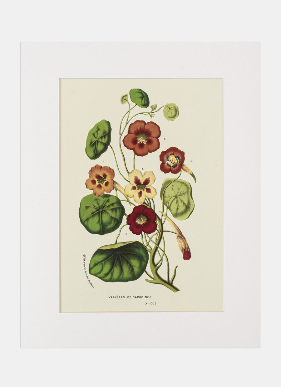 Repro Lithograph - Varietes De Capucines