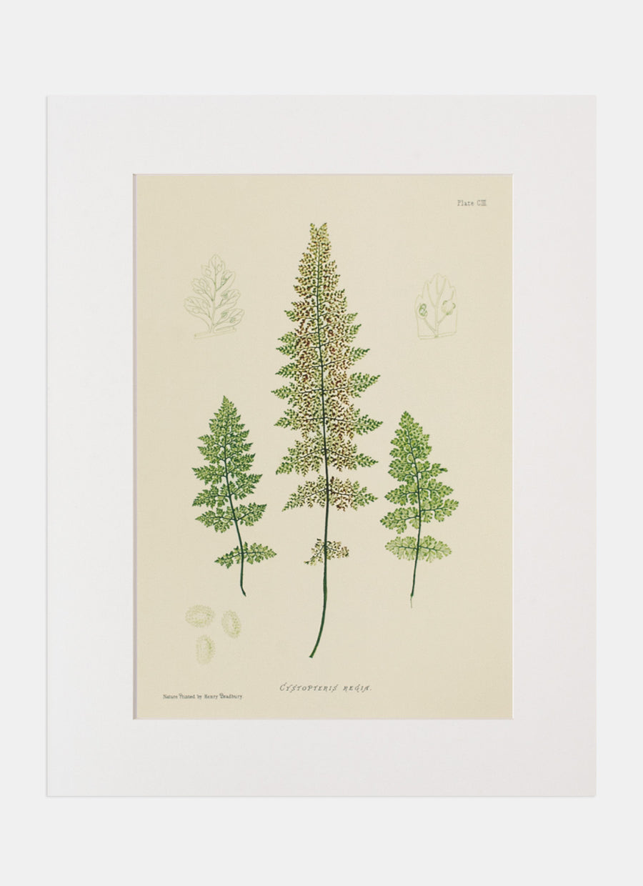 Repro Lithograph - Cystopteris Regia