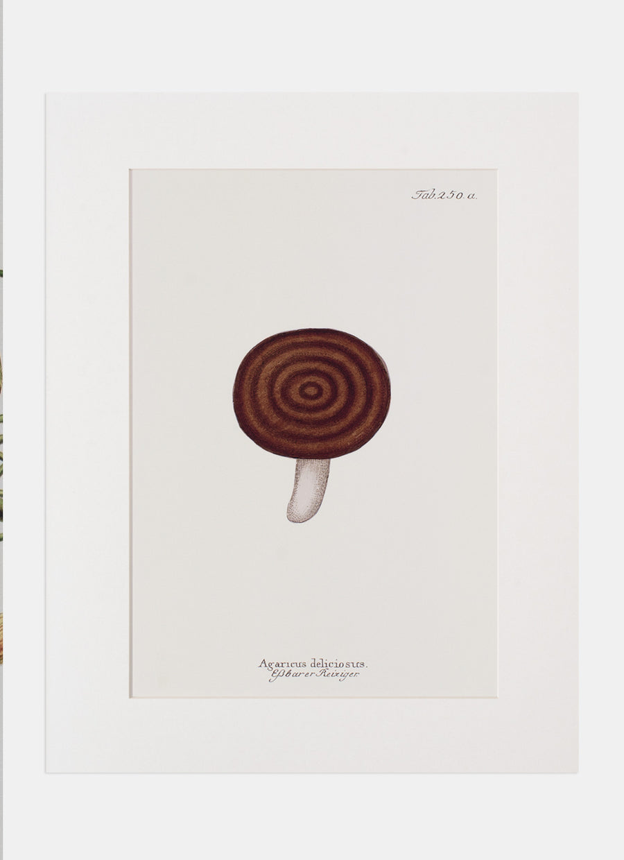 Repro Lithograph - Agaricus Deliciosus