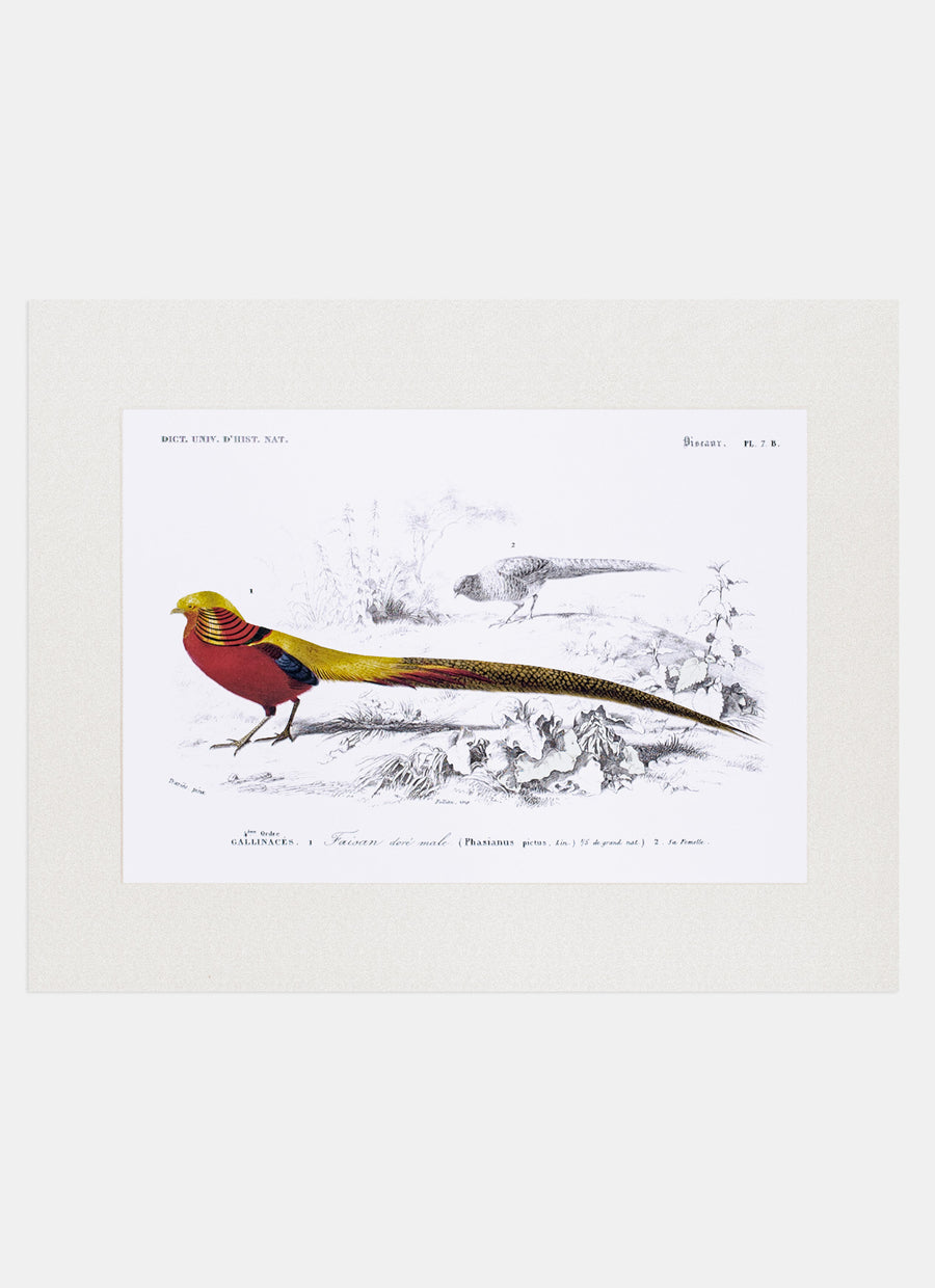 Repro Lithograph