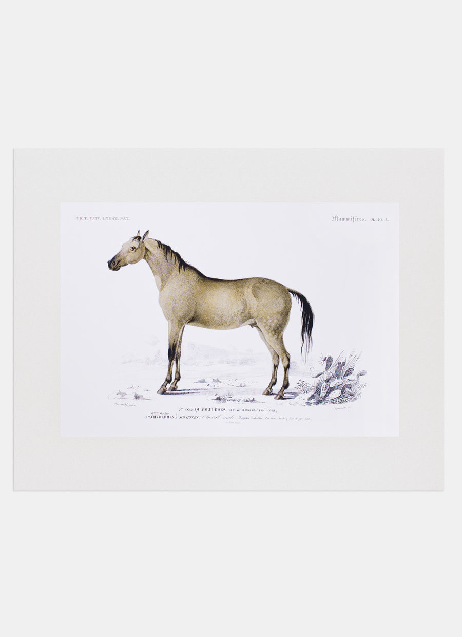 Repro Lithograph