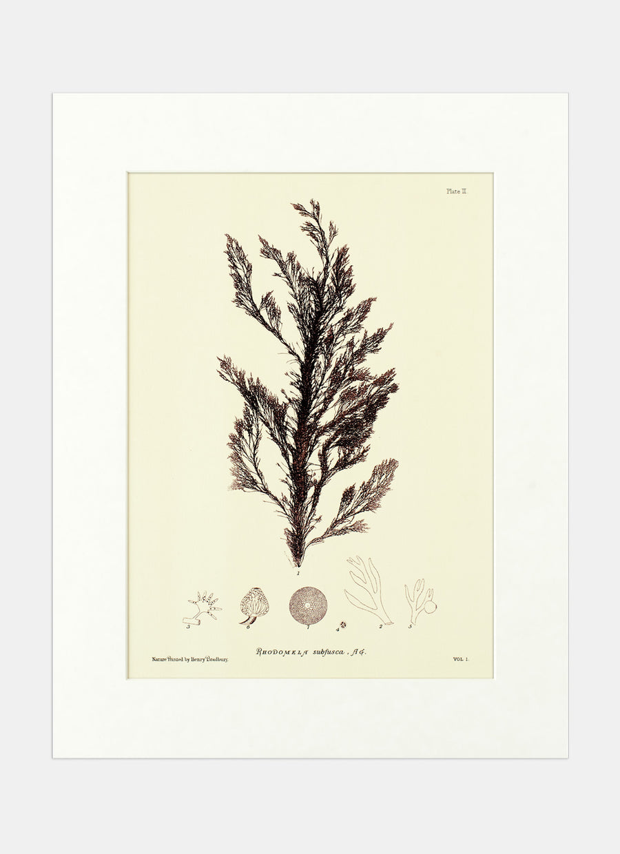 Repro Lithograph - Rhodomela Subfusca, AG.