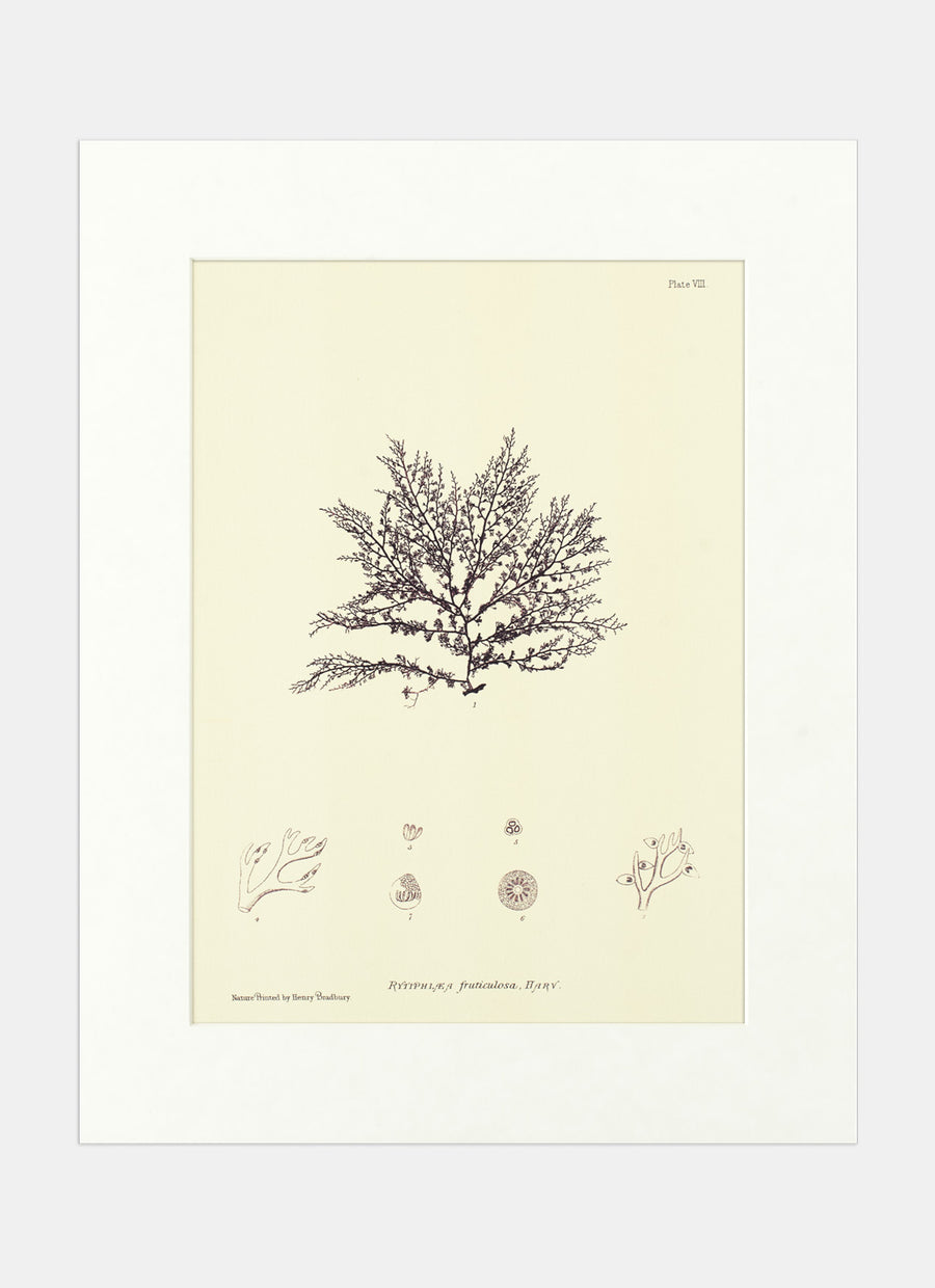 Repro Lithograph - Rytiphlea Fruticulosa, Harv
