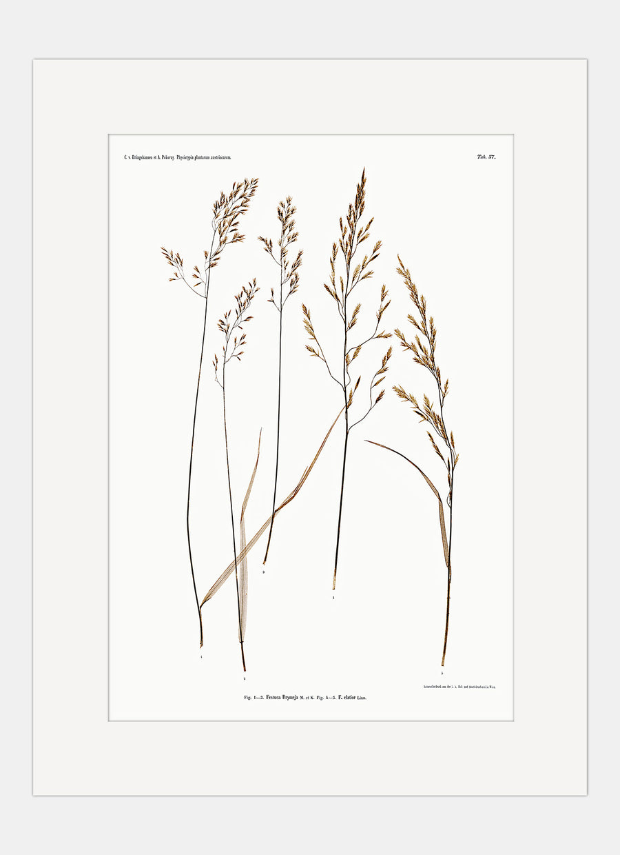Repro Lithograph